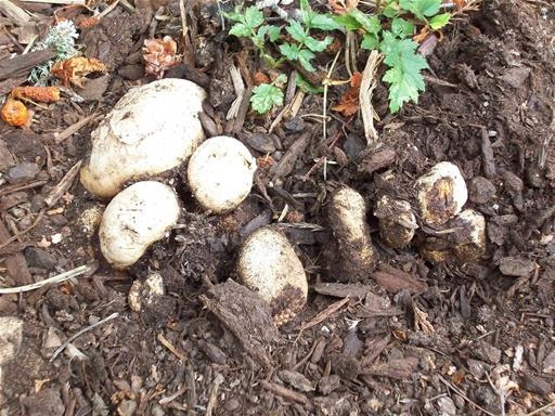 how to grow truffles indoors