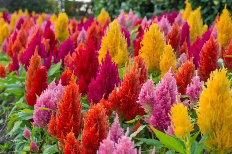 How to Grow Celosia From Seed - Plant Instructions