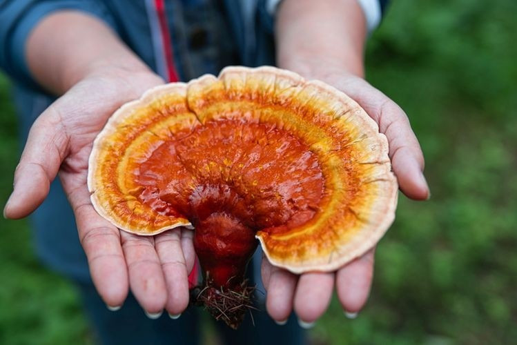 how to grow reishi mushrooms