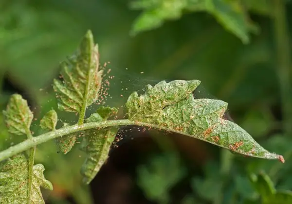 what are spider mites