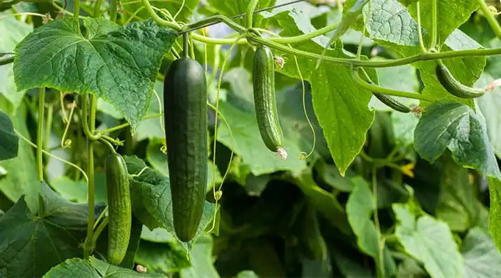 growing cucumbers