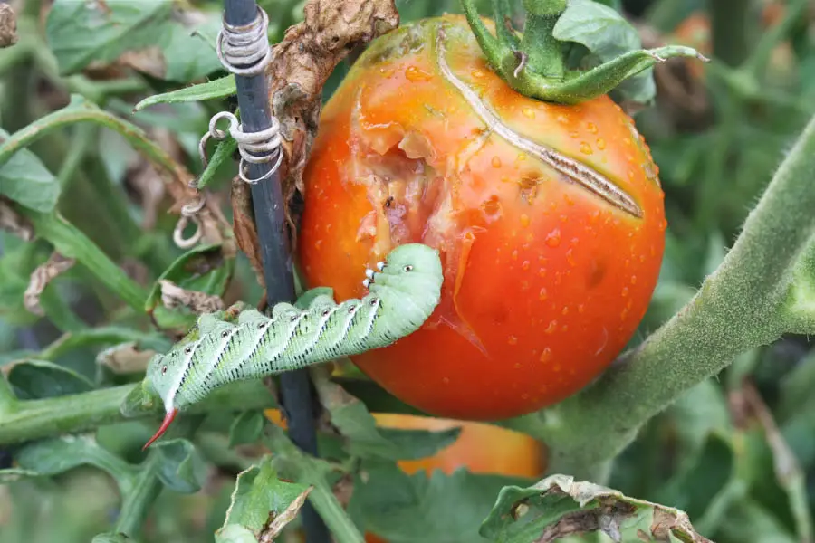 what is a tomato hornworm
