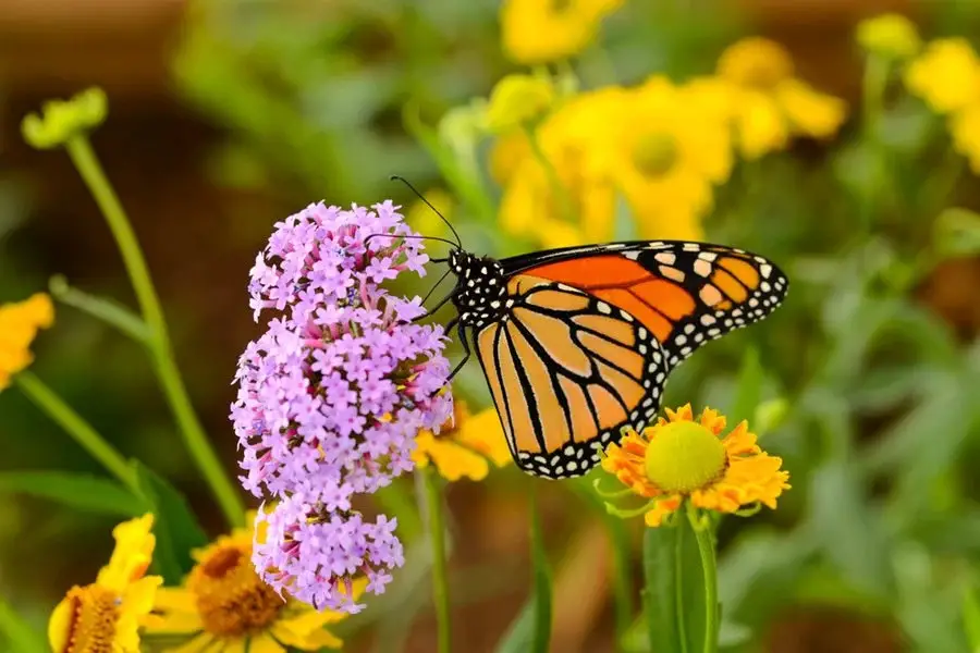 How to Attract Pollinators to Your Yard