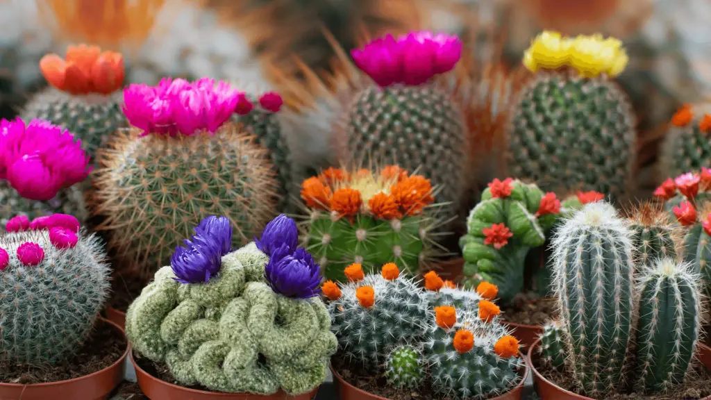 cacti for beginners