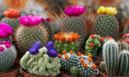 Cacti for Beginners: How to Grow and Care for Cacti