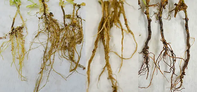 causes of root rot