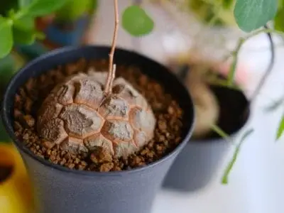 how to care for tortoise plants