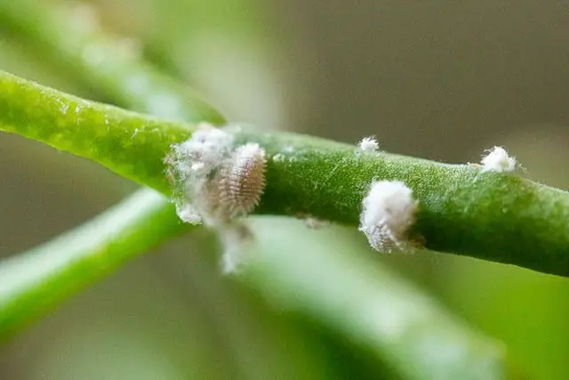 how to control mealybugs