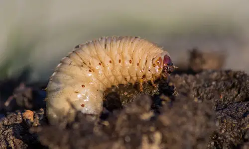 how to get rid of grub worms