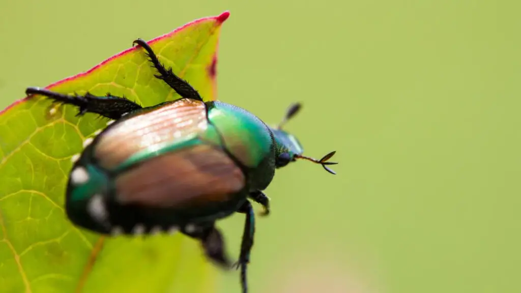 how to get rid of japanese beetles
