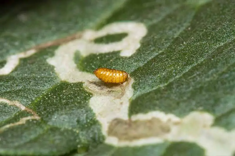 how to get rid of leaf miners