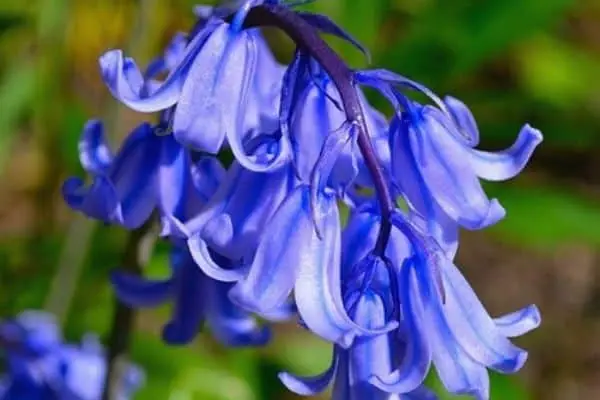 how to grow bluebells