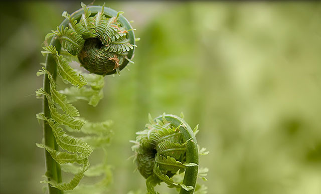 how to grow fiddlehead ferns