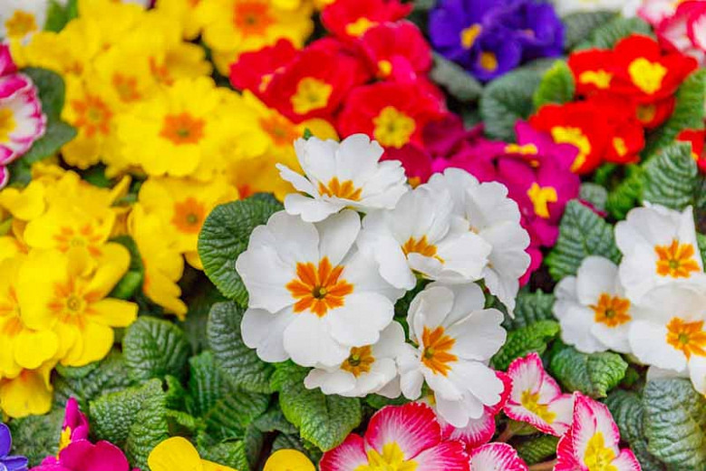 how to grow primroses