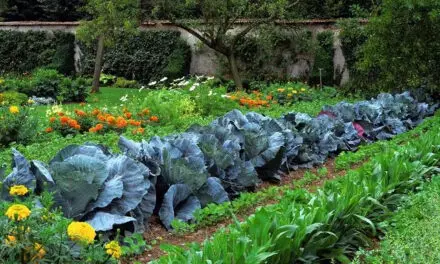 Starting a Vegetable Garden: Step-by-step Guide for Beginners