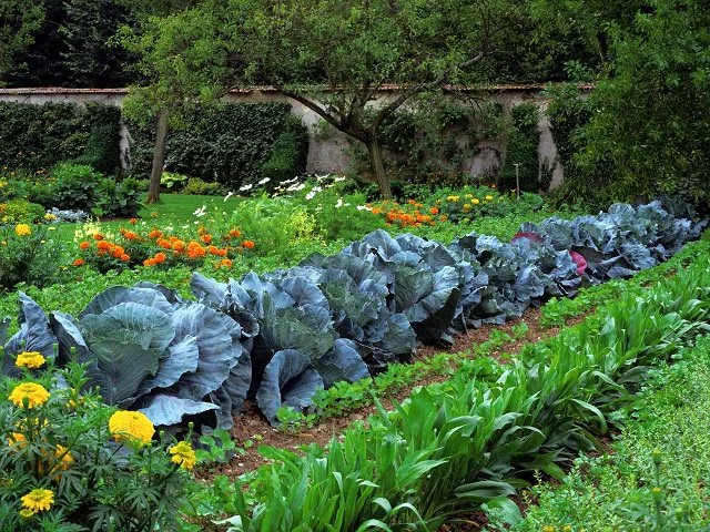 how to start a vegetable garden