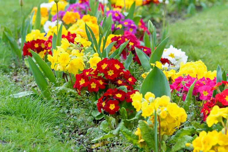 planting primroses