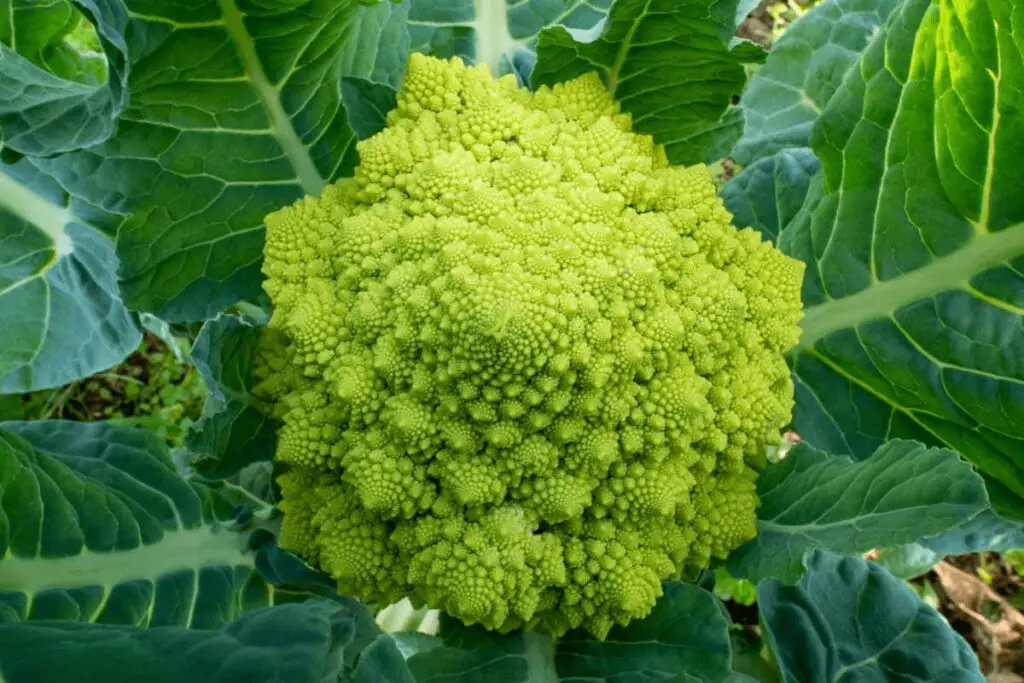 romanesco broccoli plant