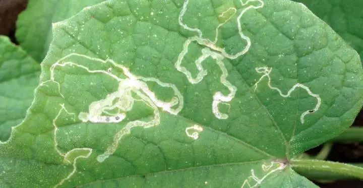 what are leaf miners