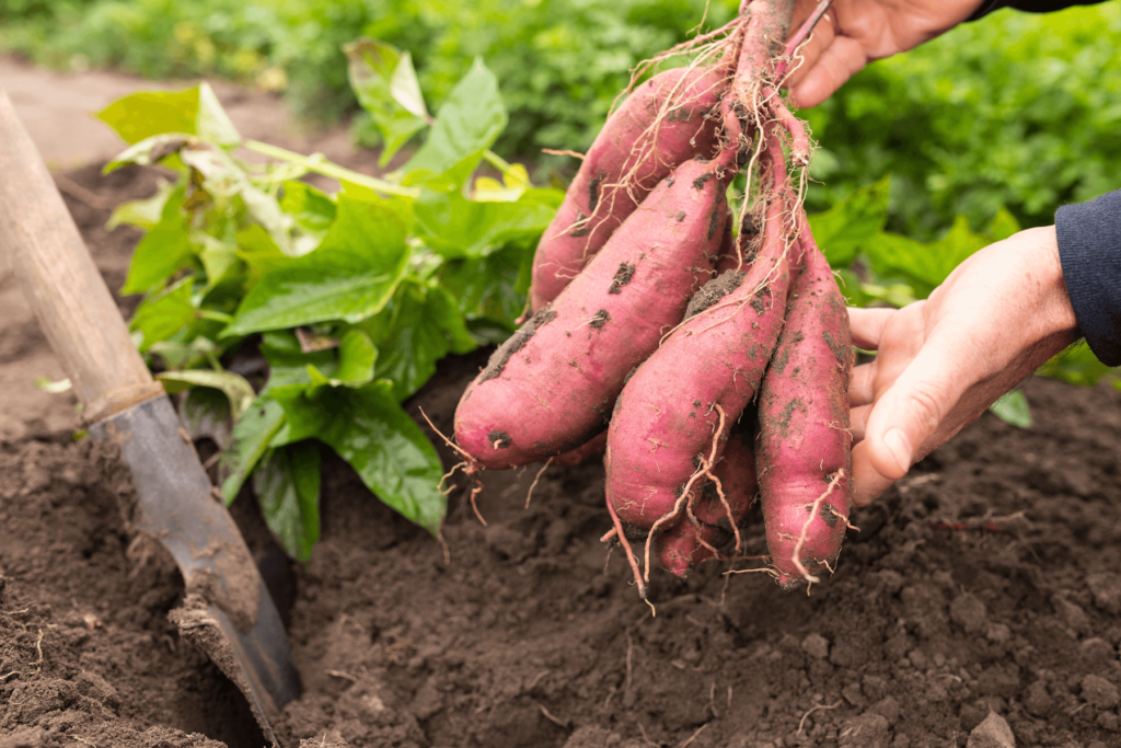 grow purple sweet potato