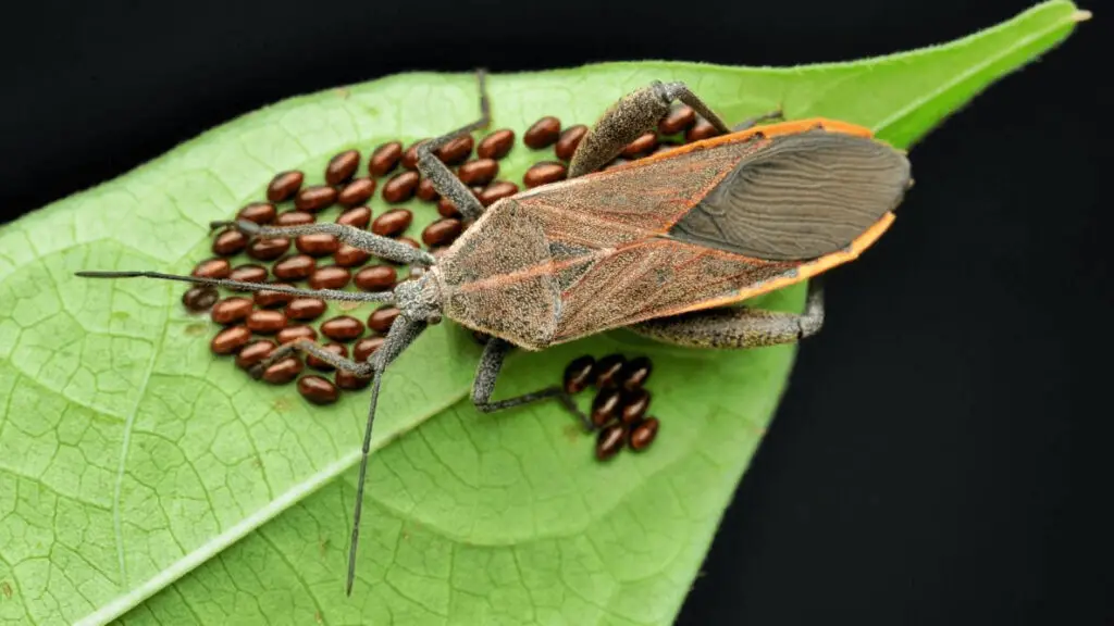 how to get rid of squash bugs