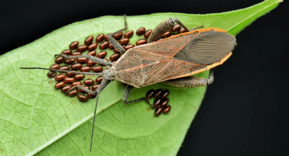 How to Get Rid of Squash Bugs in The Garden