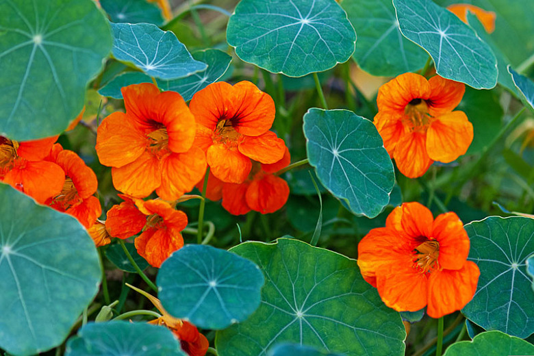 how to grow Nasturtiums