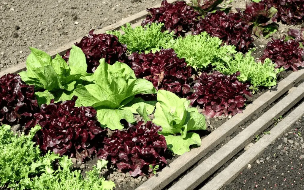 How to Grow a Salad Garden: From Arugula to Spinach