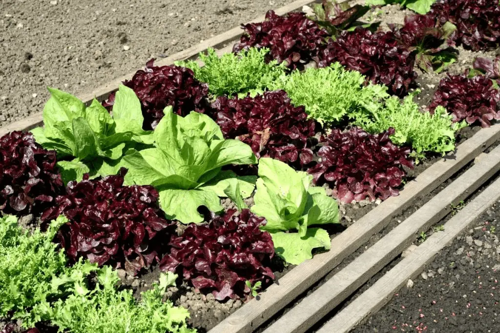 how to grow a salad garden