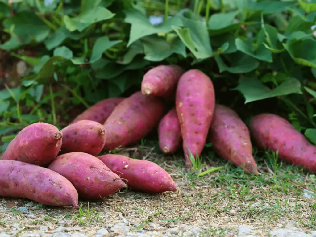 how to grow purple sweet potatoes