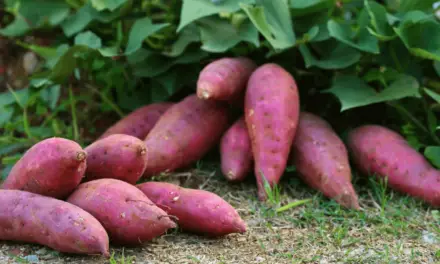 How to Grow Purple Sweet Potatoes