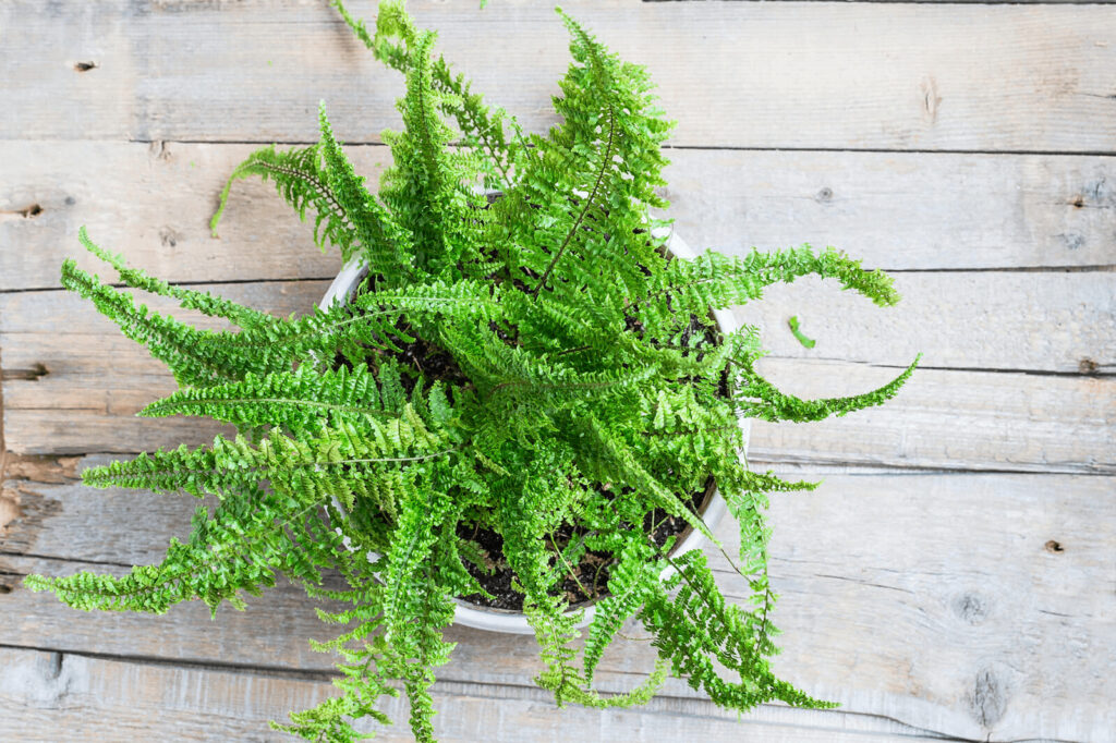 boston fern plant