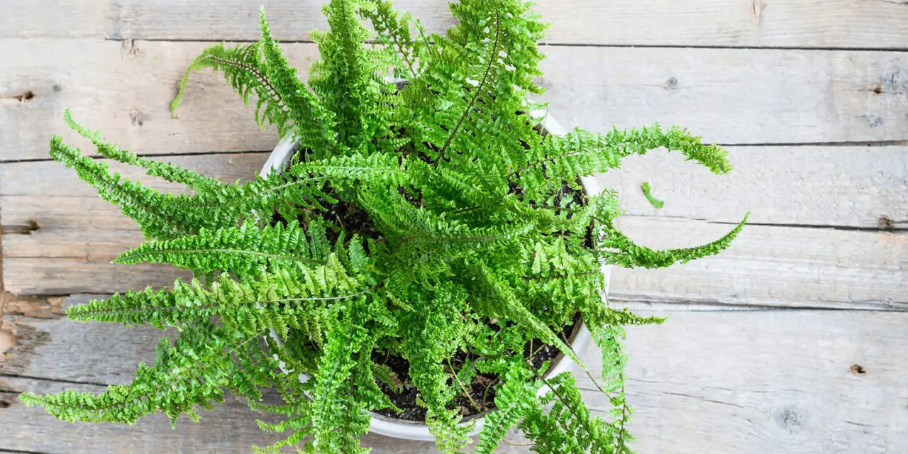 The Ultimate Guide to Growing and Caring for Boston Ferns