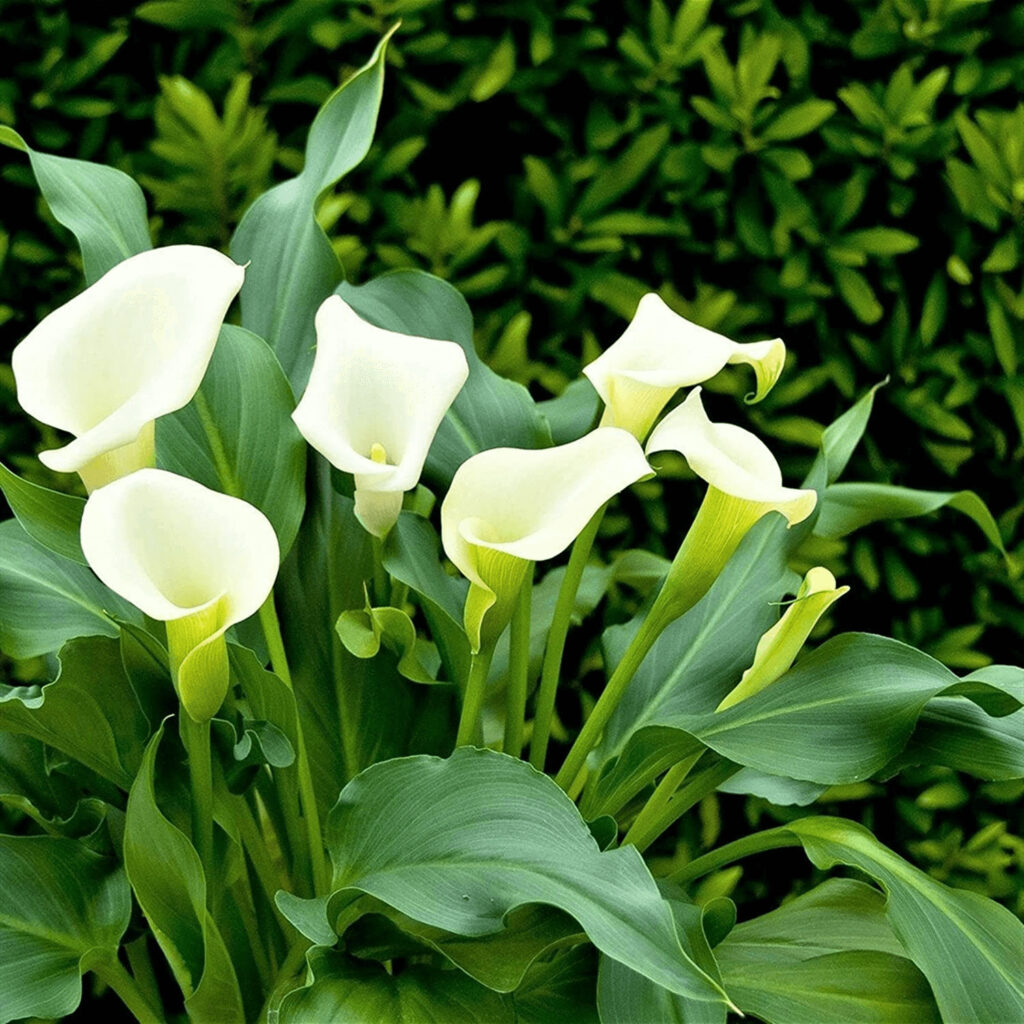 caring for calla lilies