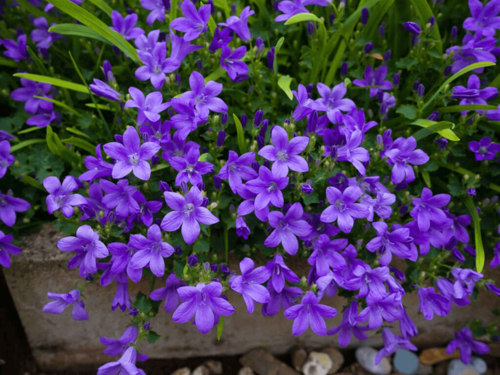 growing campanula bellflowers