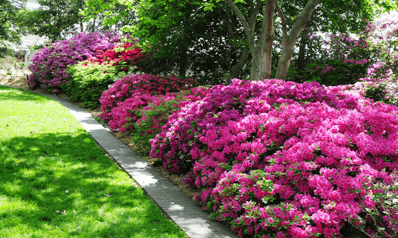 how to grow azaleas