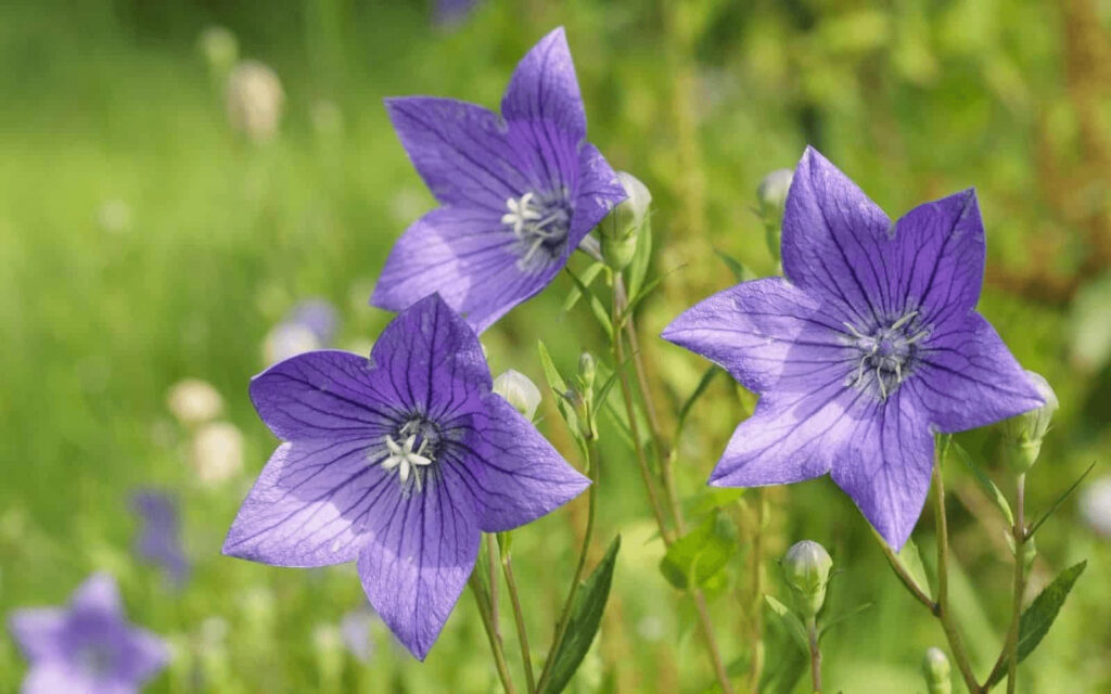 how to grow campanula bellflowers