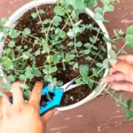 How to Grow Eucalyptus Trees