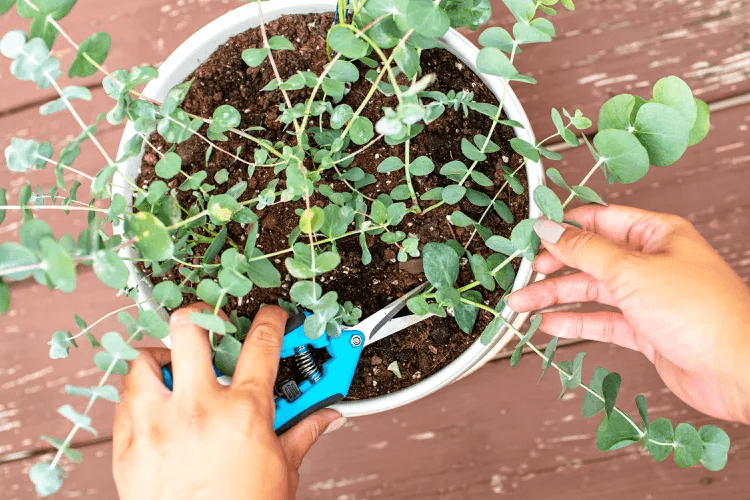 how to grow eucalyptus trees