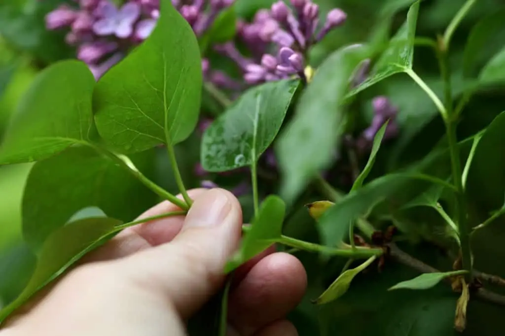 how to grow lilacs from cuttings