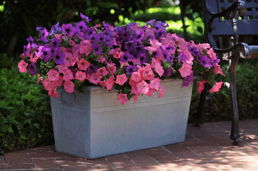 how to grow petunias