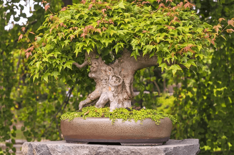 japanese maple bonsai tree