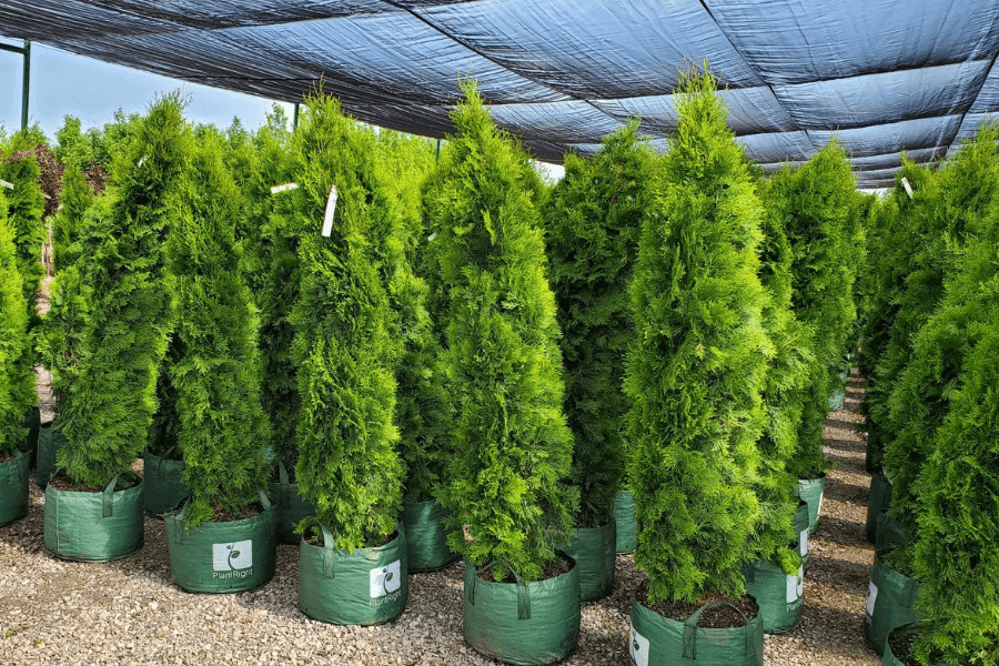 Simple Tips For Transplanting Cedar Trees With Ease