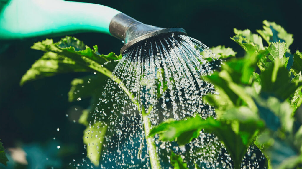 watering plants