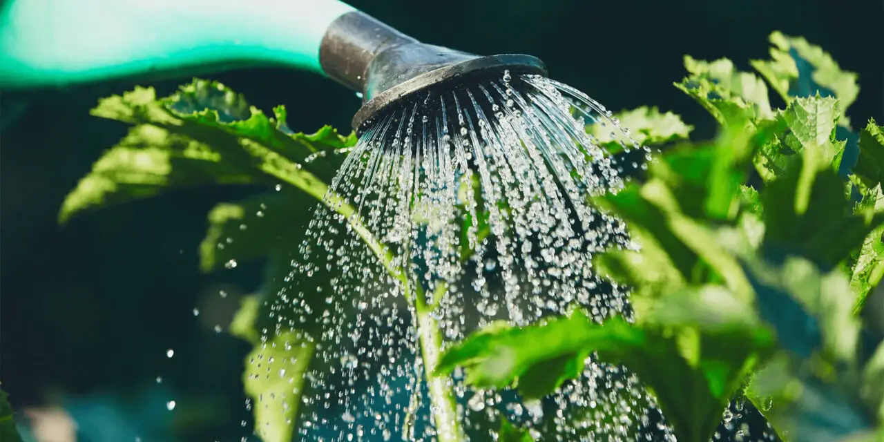 Watering Plants: Unveiling the Secrets of Perfect Timing