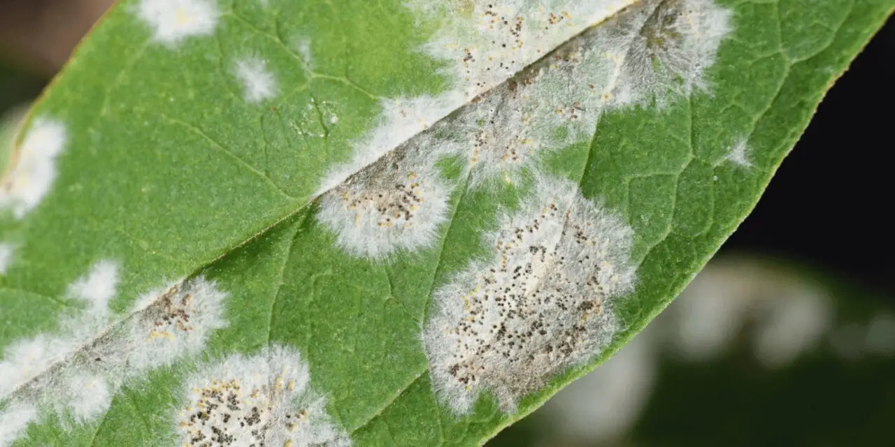 White Leaf Spot Problems: Understanding the Issue and Effective Prevention