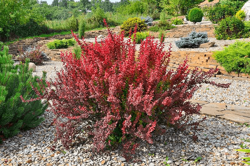 barberry plants