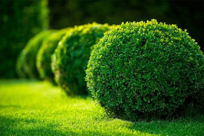 caring for shrubs