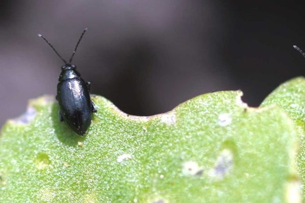 how to get rid of flea beetles