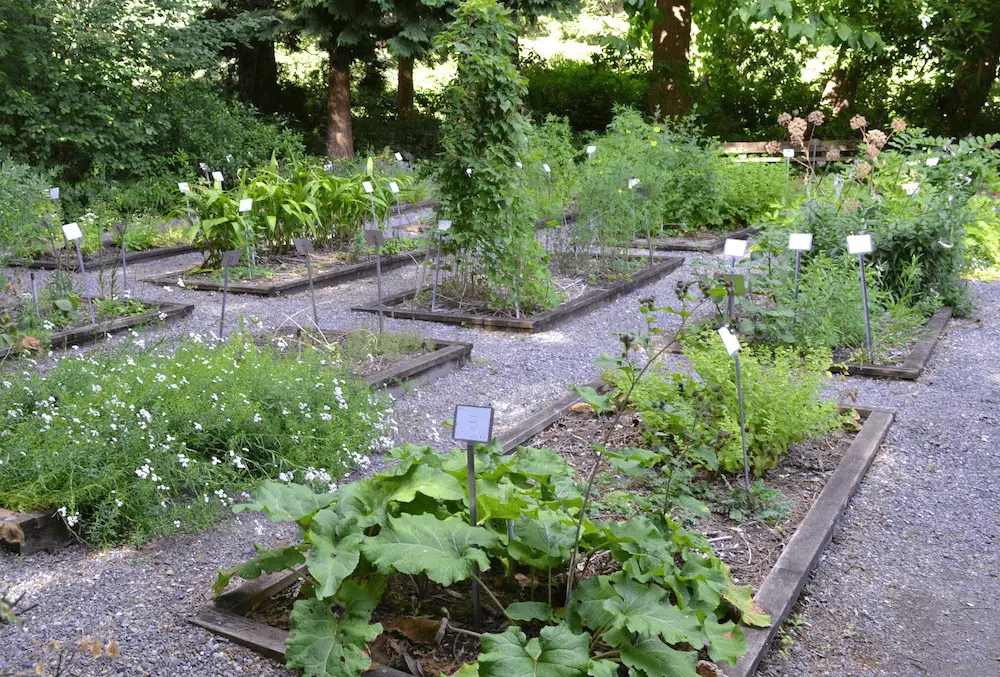 medicinal herb garden